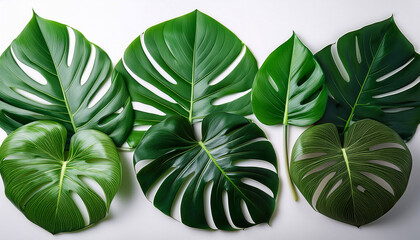 Lush Green Monstera Deliciosa Leaves Arranged On White Backdrop Creating A Tropical Aesthetic And Natural Layout