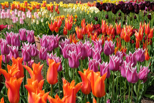 Purple and white lily flowered Tulip, tulipa &lsquo;Ballade&rsquo; in flower.