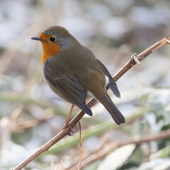 robin on a branch