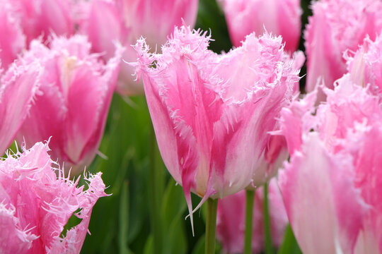 Pink and white bi colour fringed Tulip, tulipa &lsquo;Huis Ten Bosch&rsquo; in flower.