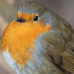 robin red breast