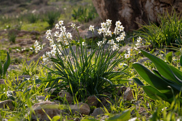 Beautiful pure white narcissus flowers  stock photo during January