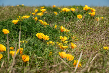 Fototapeta premium California Poppies Bloom In Field On Santa Rosa Island