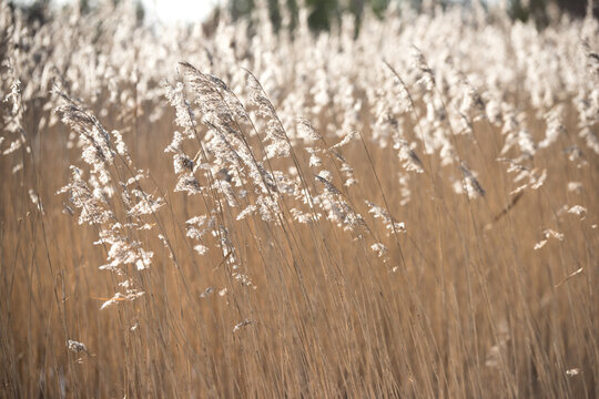 The soft reeds swaying in the backlight