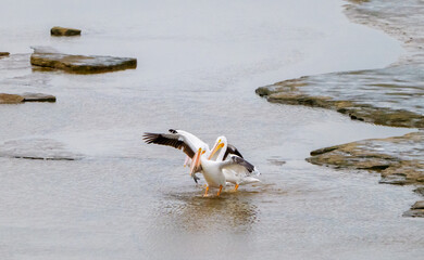 Naklejka premium Fish Tale Hangs Out Of Pelicans Beak