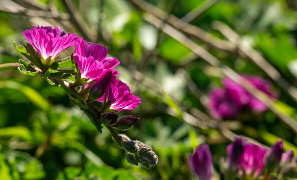 Dwarf Checker Mallow Blooming On Santa Rosa Island
