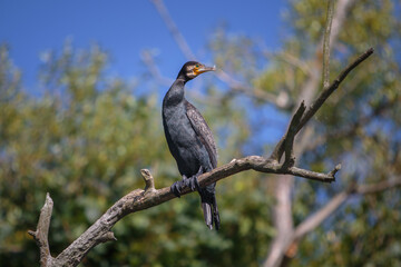 Kormoran siedzi na kłodzie nad wodą. © Kunojr