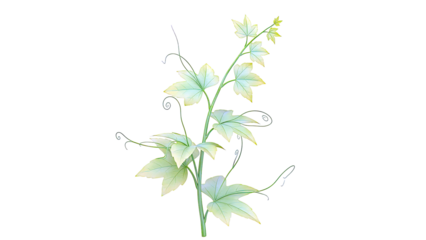 Green Vine with Leaves and Tendrils