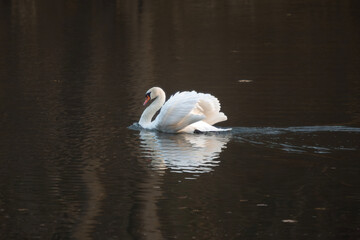 swans on the lake