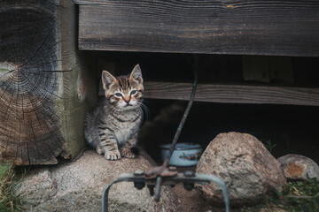 a stray kitten sits under wooden boards