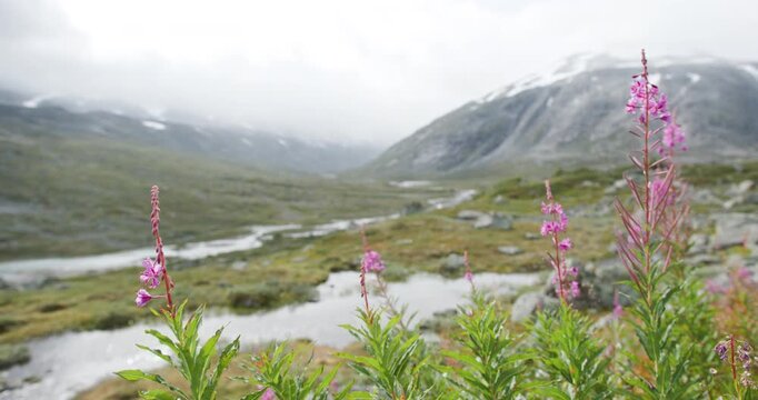 Wild fireweed flowers in a foggy norwegian mountain valley