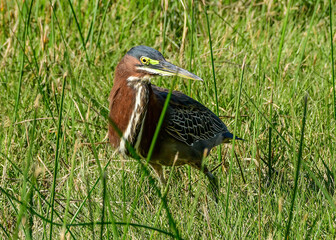 Green Heron seen at South Padre Island in Texas