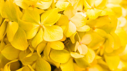 Yellow flowers close-up. Bouquet of colorful flowers. City flower beds, a beautiful and well-kept garden with flowering shrubs.