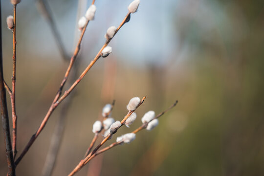Willow branches. Spring willow branches with buds. Spring - Powered by Adobe