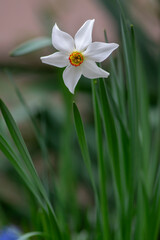Narcissus poeticus bright white ornamental flowering plant, group of beautiful springtime flowers in the garden