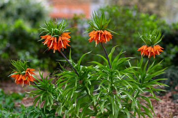 Fritillaria imperialis crown imperial flower in bloom, beautiful tall orange red flowering springtima bulbous plant