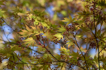 Acer palmatur smooth japanesse maple in bloom with bright colors foliage, deciduous flowering ornamental palmate small tree