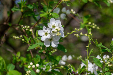 Exochorda racemosa Snow Mountain pearlbush white flowering shrub, ornamental plant in bloom