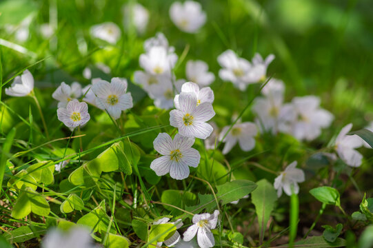 Oxalis acetosella common wood sorrel white group of wild flowers in bloom, woodland small flowering plant