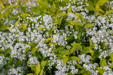 Deutzia gracilis duncan Chardonnay pearls bright white flowering shrub, beautiful ornamental flowers in bloom