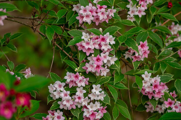 Weigela coraeensis pink white flowering shrub plant, group of colorful flowers in bloom