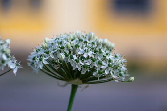 Allium nigrum black broad-leaved broadleaf garlic white flowering plant, ornamental beautiful garden flowers in bloom