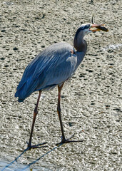 Great Blue Heron eating a fish