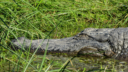 Sleeping American Alligator.