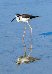 Black-necked Stilt