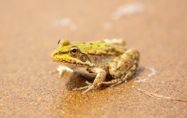 Obraz premium The frog sits on the sand on the shore of the lake. Beautiful wildlife landscape with place for text. The concept of protecting wildlife and ecology.