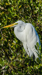 Great Egret perched in a tree at South Padre Island, Texas