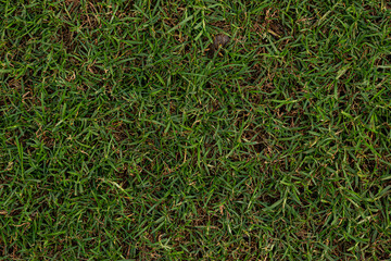 Poorly maintained real grass texture for architecture and design