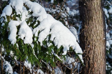 Fir or pine tree branch and leaves or needles covered by snow under sunbeams in a forest or woods in winter or spring, close up