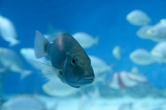 Close up view of tropical Emperor fish (Lethrinus) swimming underwater in aquarium tank with blurred shoal background