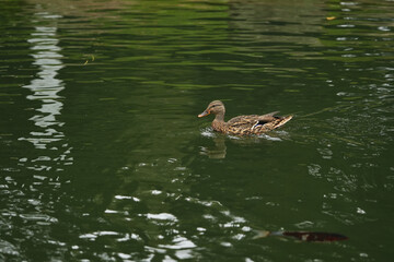 A duck gliding across a tranquil green lake in the afternoon sunlight