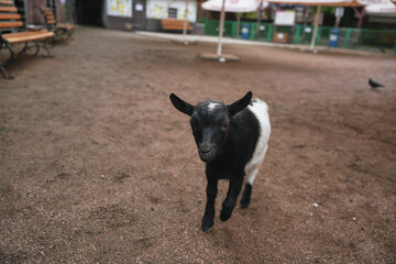 A curious black and white goat explores a sandy farmyard in daylight