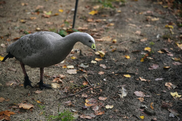 A grey goose foraging among fallen leaves in a serene woodland setting