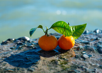 Two ripe tangerines with leaves on the seashore on a sunny day, close-up.