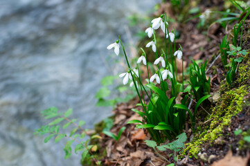 Close-up of white snowdrops near a stream on a spring day.