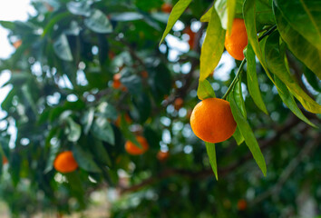 Close-up of orange tangerine on a branch on a sunny day.