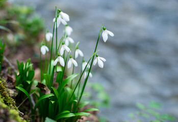 Two ripe tangerines with leaves on the seashore on a sunny day, close-up.