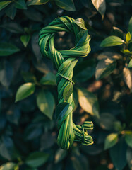 Green plant twisted into a key shape hanging among leaves in a garden during daytime