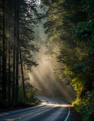 Sunlight shines through trees on a winding road in a forest during early morning hours