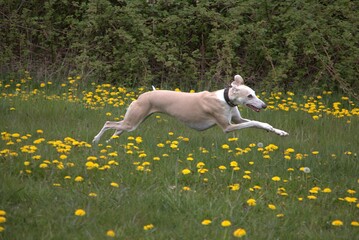 A sweet, light brown and white galgo runs across a green meadow dotted with yellow buttercups