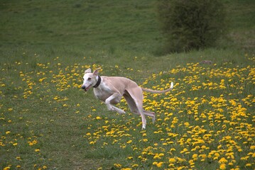 A sweet, light brown and white galgo runs across a green meadow dotted with yellow buttercups