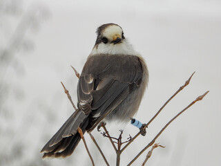 Obraz premium Canada Jay posing for a moment while on the hunt for its next snack to cache in a tree somewhere deep in the Boreal forest