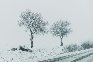 Two bare trees in snowy field with tire tracks in winter landscape
