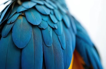 Detailed close up on blue macaw plumage. Vivid bird feathers form vibrant pattern. Tropical parrot plumage shows rich texture, colors. Exotic avian species detailed. Bright natural abstract