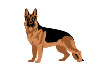 Obraz premium A German Shepherd dog standing on a plain white background illustration