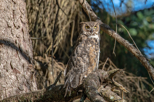 great horned owlet